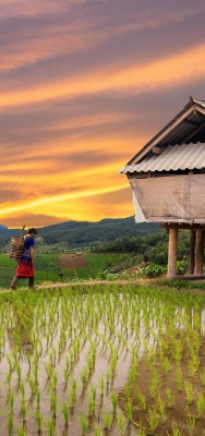 таиланд хижина рис
