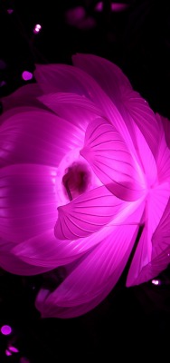цветок розовый свечение