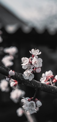 цветение весна ветка белые цветы