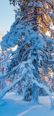 зима лес снег деревья