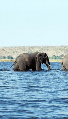 Слоны через реку