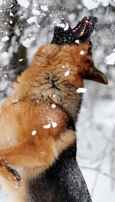 Овчарка ловит снег
