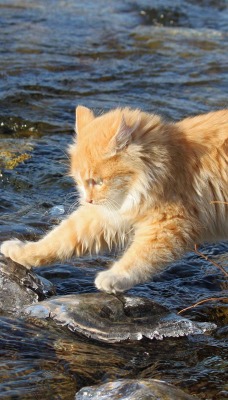 Рыжий кот через на камнях в реке