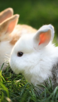 Два белых кролика в траве