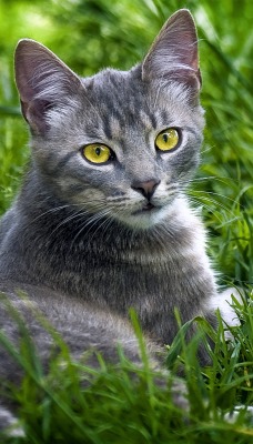 котик на лужайке