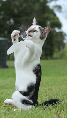Кот играющайся с пером