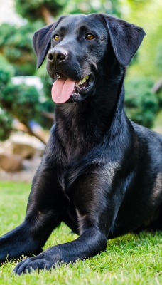 Пёс черный