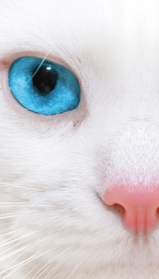 Кот голубые глаза белый