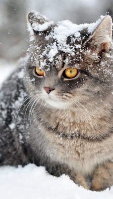 кот серый снег зима природа животное