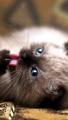 котенок дымчатый kitten smoky