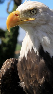 орел взгляд клюв eagle view the beak