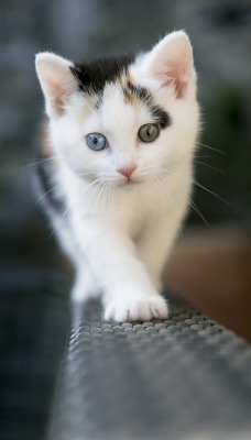 котенок белый