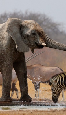 природа животные слоны зебра