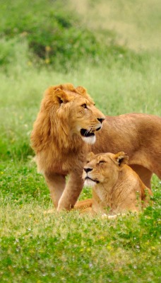 лев львица трава