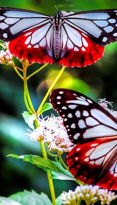 бабочки зелень природа