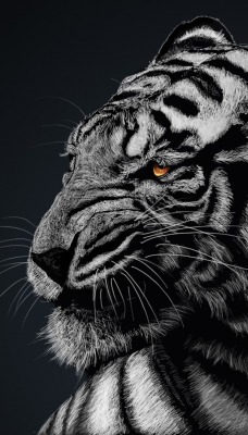 белый тигр черный фон