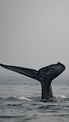 кит хвост над водой море