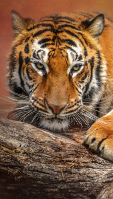 тигр хищник лапа морда
