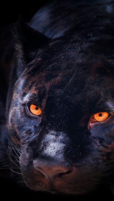 черная пантера хищник глаза