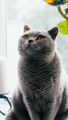 кот на окне ваза серый британец