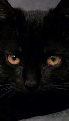 кот черный лежит мордочка