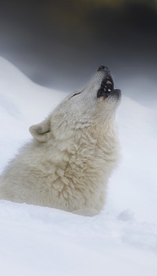волк белый волк в снегу зима