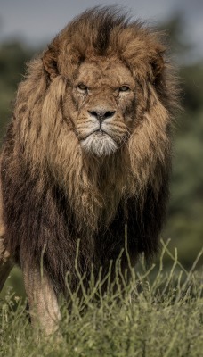 лев хищник зверь