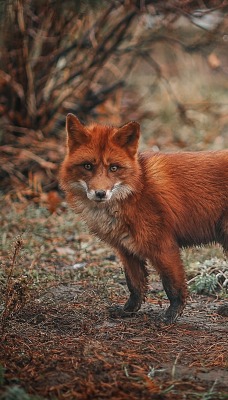 лиса рыжая лиса в лесу