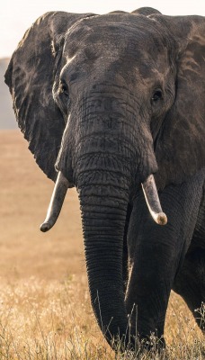слон саванна бивни