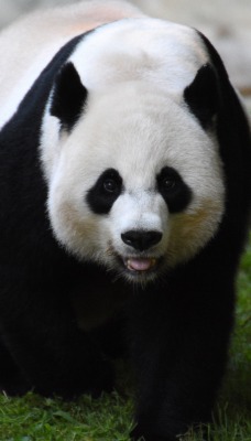 панда медведь китай