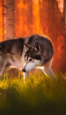 волк лес хищник