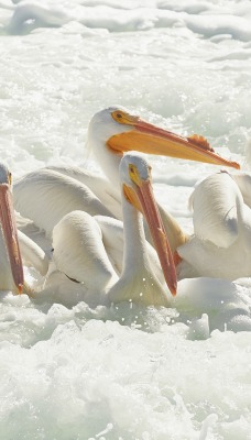 пеликаны пена море