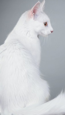 кот белый