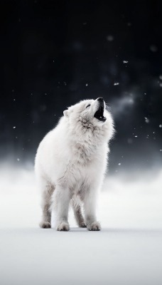 волк снег зима шерсть пушистый
