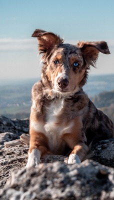 собака горы камни высота лежит