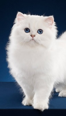 кот белый пушистый