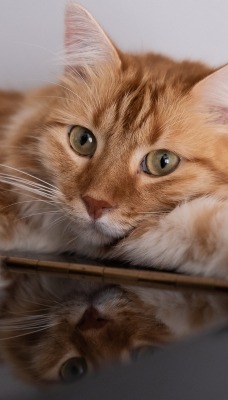 кошка рыженькая взгляд