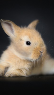 кролик пушистый мордочка
