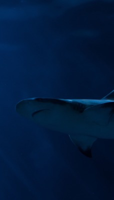 акула глубина океан