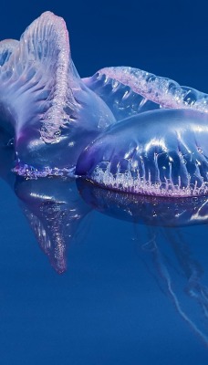 медуза море под водой