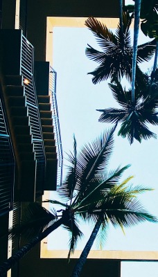 двор пальмы здание небо