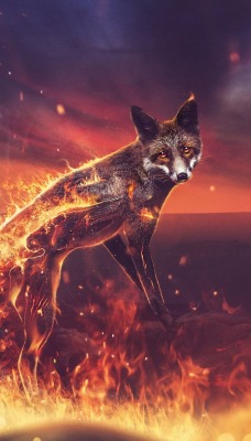 лиса огонь firefox огненная лиса