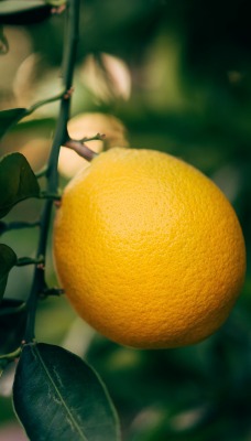 лимон на ветке цитрус