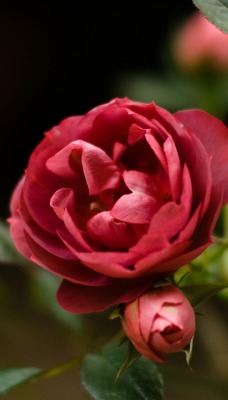 нежно-розовые розы