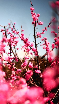 розовые цветочки на ветках