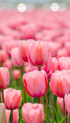 Цветы нежные тюльпаны природа