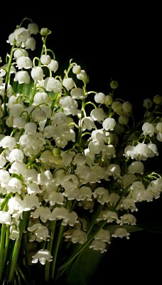 Цветы белые ландыши