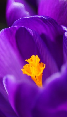 Цветок фиолетовый