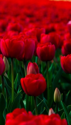 природа цветы красные тюльпаны nature flowers red tulips