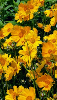 цветы желтые